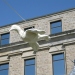 bird-detail6