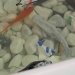 fish1 fish1