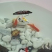 fish2-r fish2-r